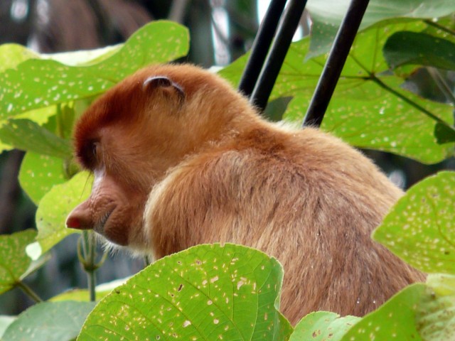 Proboscis Monkey 2